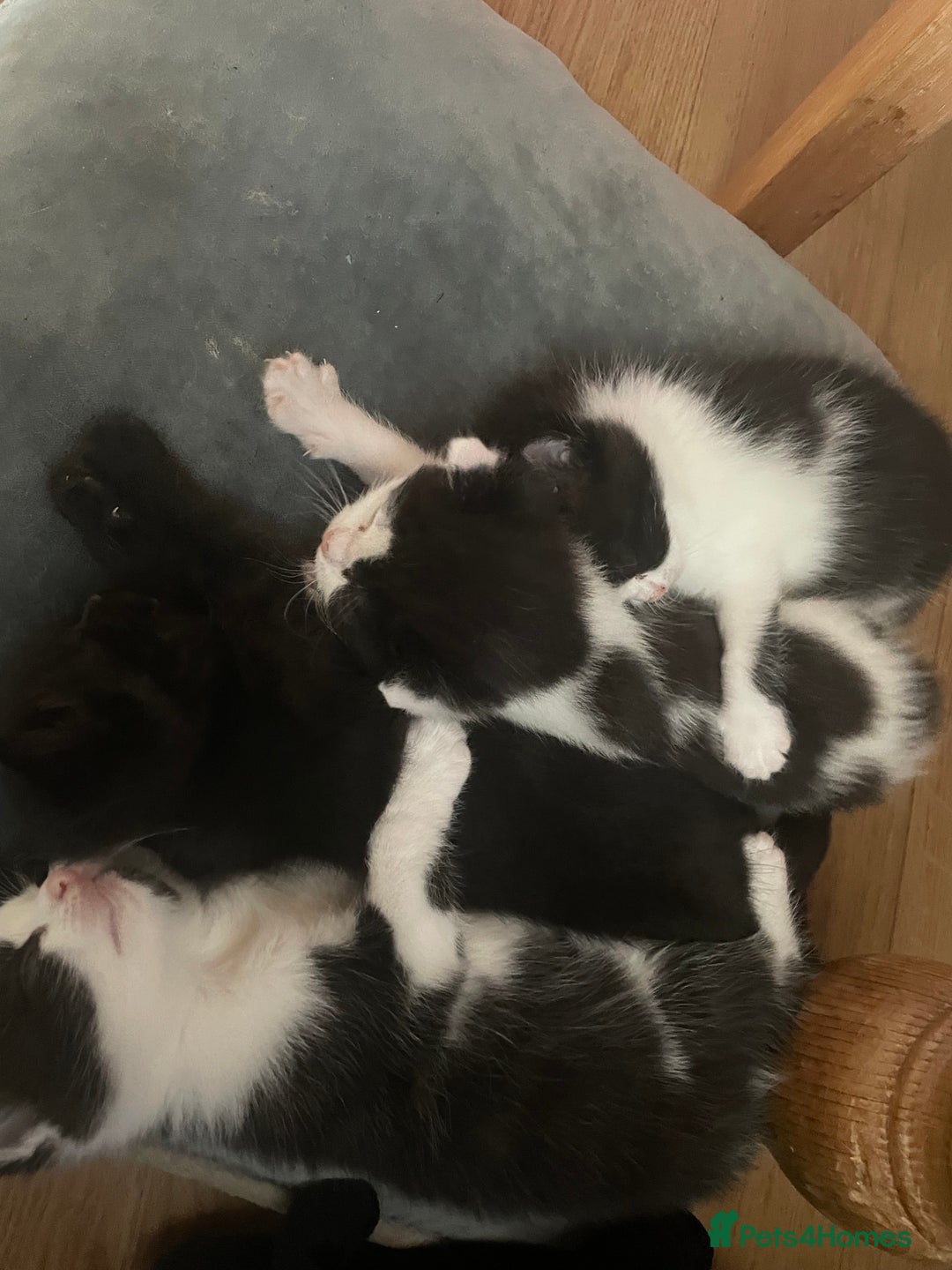British Longhair cats for sale: British Longhair x domestic black white kittens - Image 14