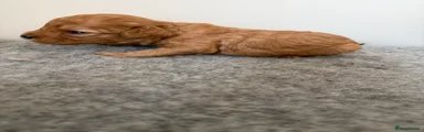 Cavapoo 3