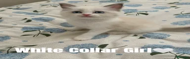 White Collar - Blue Bicolour Girl🤍