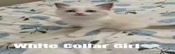 Ragdoll cats for sale: Five Beautiful Ragdoll Kittens Now Available🤍 - Advert 15