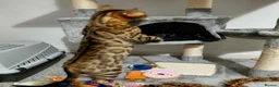 Bengal cats for sale: Female glitter Bengal for sale - Advert 2