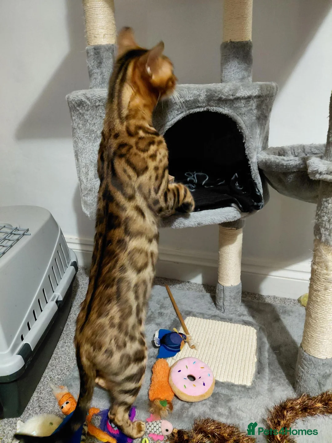 Bengal cats for sale: Female glitter Bengal for sale - Advert 2