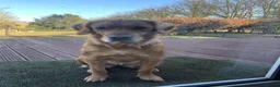 Golden Retriever dogs for sale: One Gorgeous Working Golden Retriever Puppy  in Wellington - Advert 21