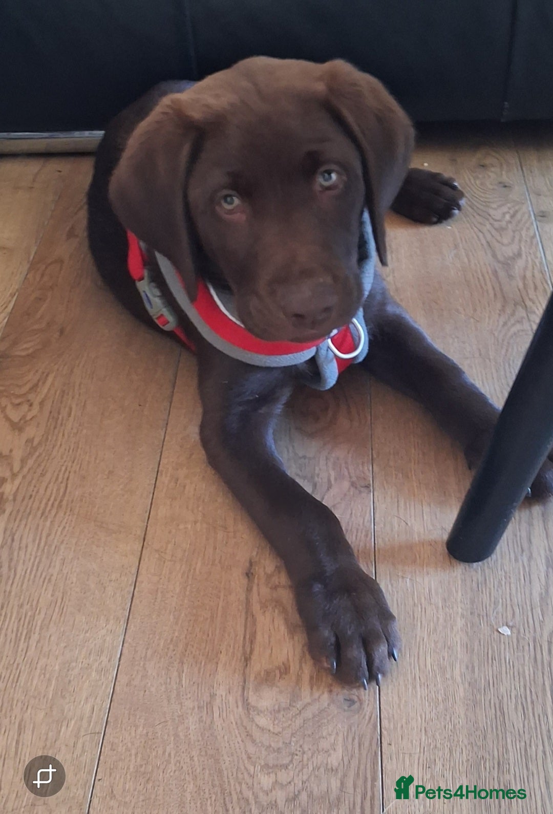 Labrador Retriever dogs Ready to go now KC Registered Chocolate LabPups - Advert 2