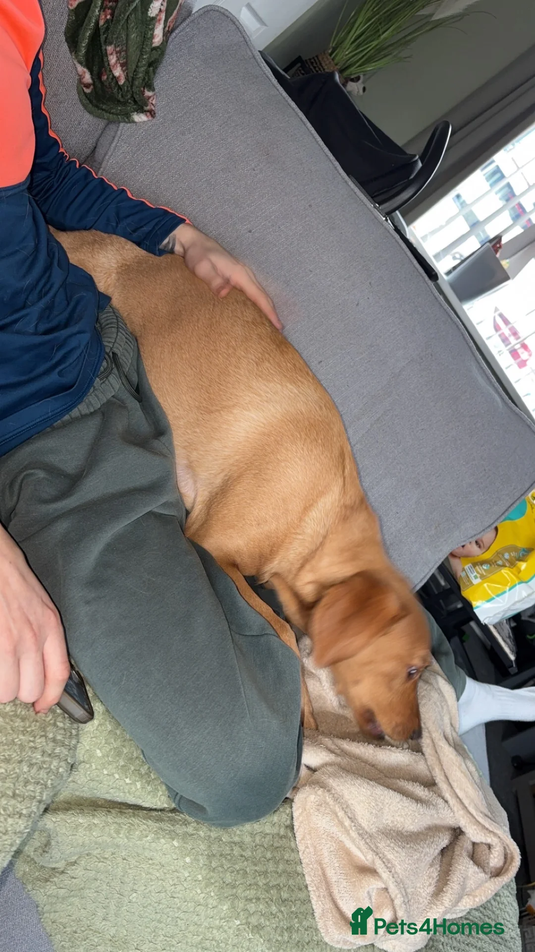 Labrador Retriever dogs for adoption: Red Fox Lab - 6 months old - Female - Advert 4