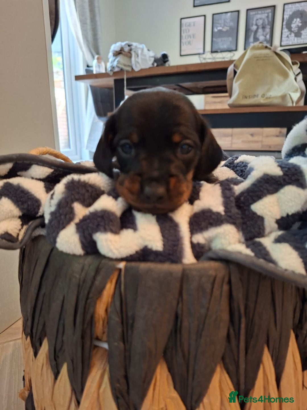 Miniature Dachshund dogs for sale: Miniature smooth hair dachshunds - Image 5