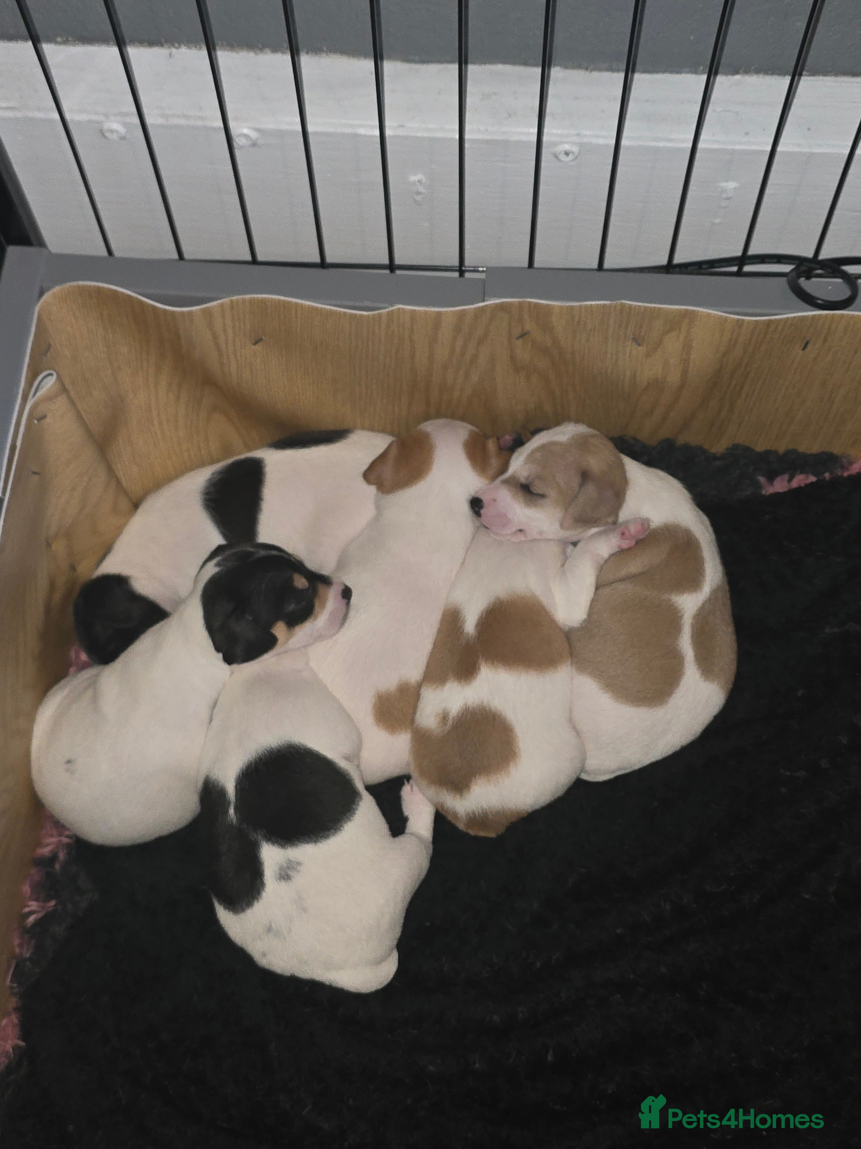 Jack Russell dogs Jack russel puppies  - Advert 10