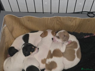 Jack Russell dogs Jack russel puppies - Advert 1