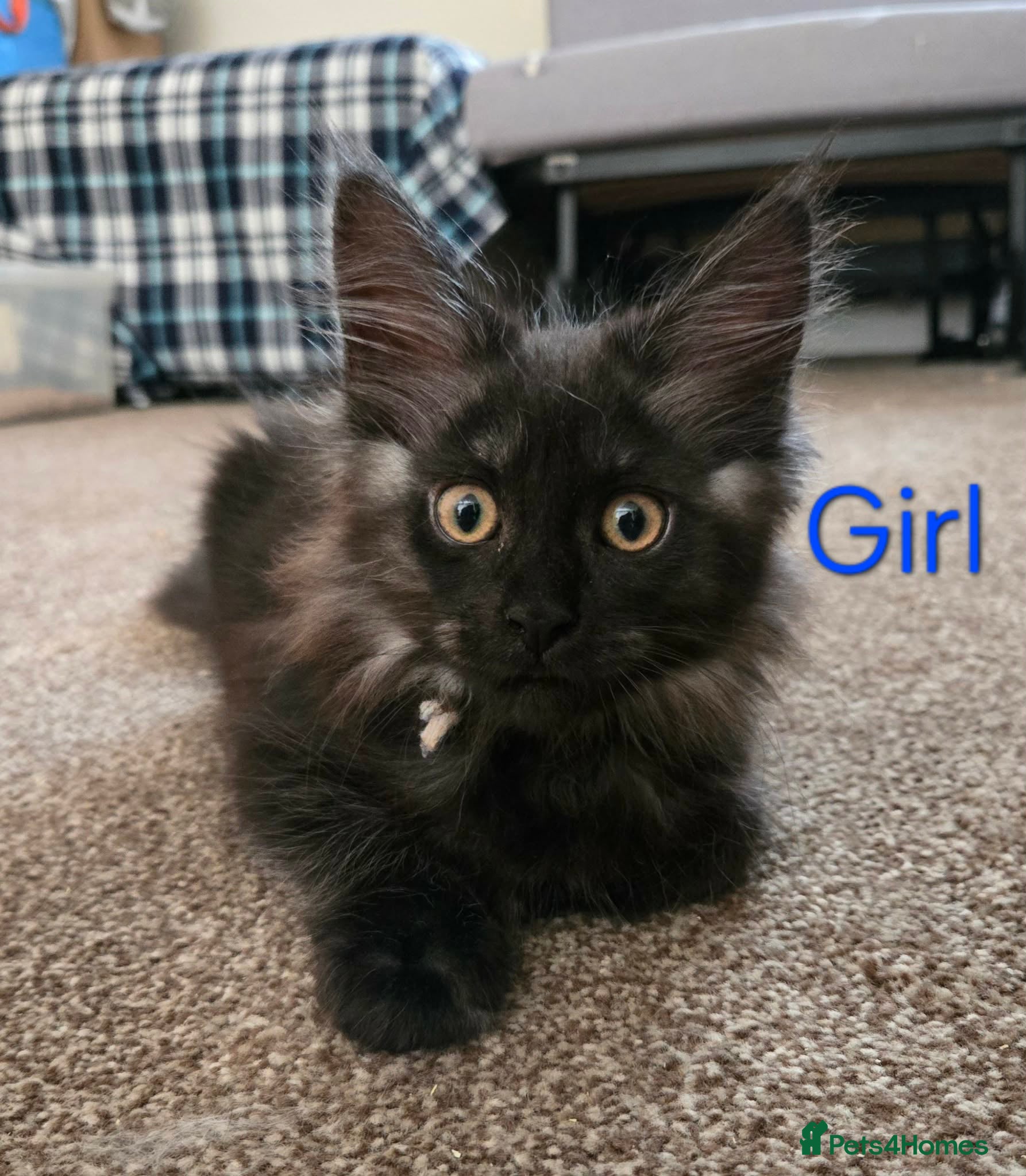 Maine Coon cats 2 Maine Coon girls. - Advert 2