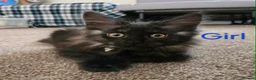 Maine Coon cats for sale: 2 Maine Coon girls. - Advert 5