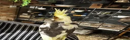 Cockatiels birds for sale: 10 weeks old beautiful cockatiel not tamed - Advert 5