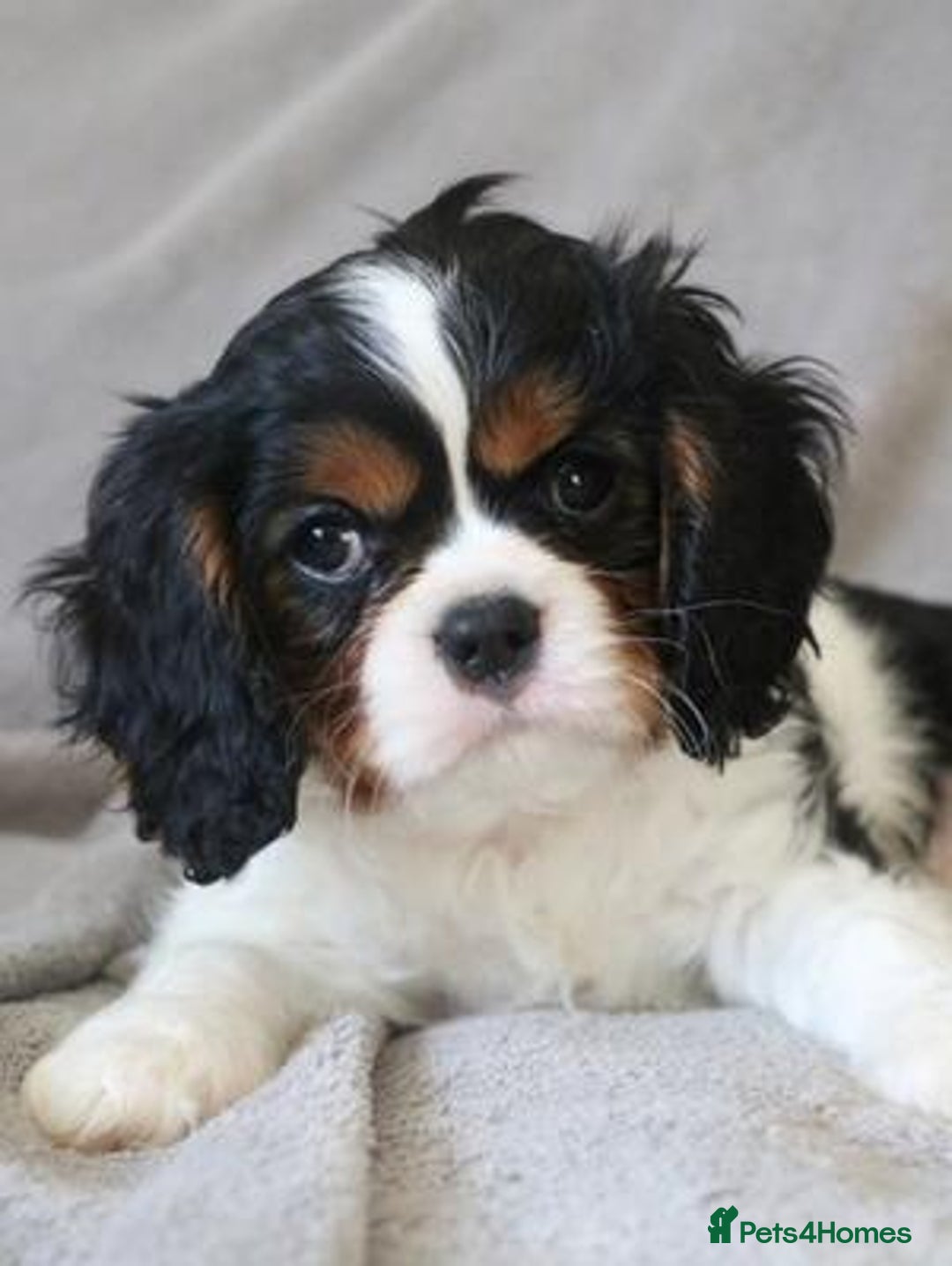 Cavalier King Charles Spaniel dogs for stud: Fully health tested Black and Tan stud.  in Wrexham - Image 19