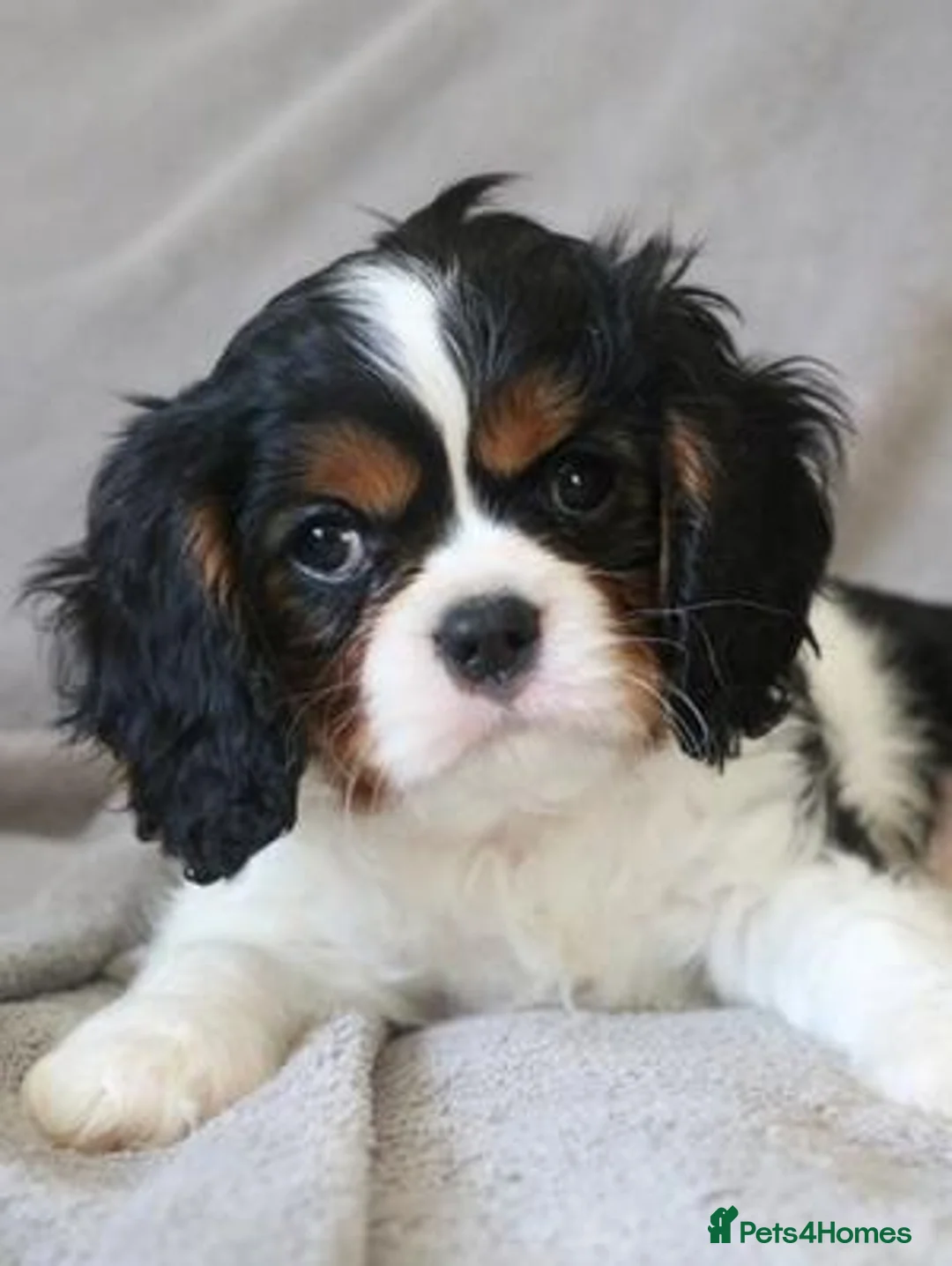 Cavalier King Charles Spaniel dogs for stud: Fully health tested Black and Tan stud.  in Wrexham - Advert 19