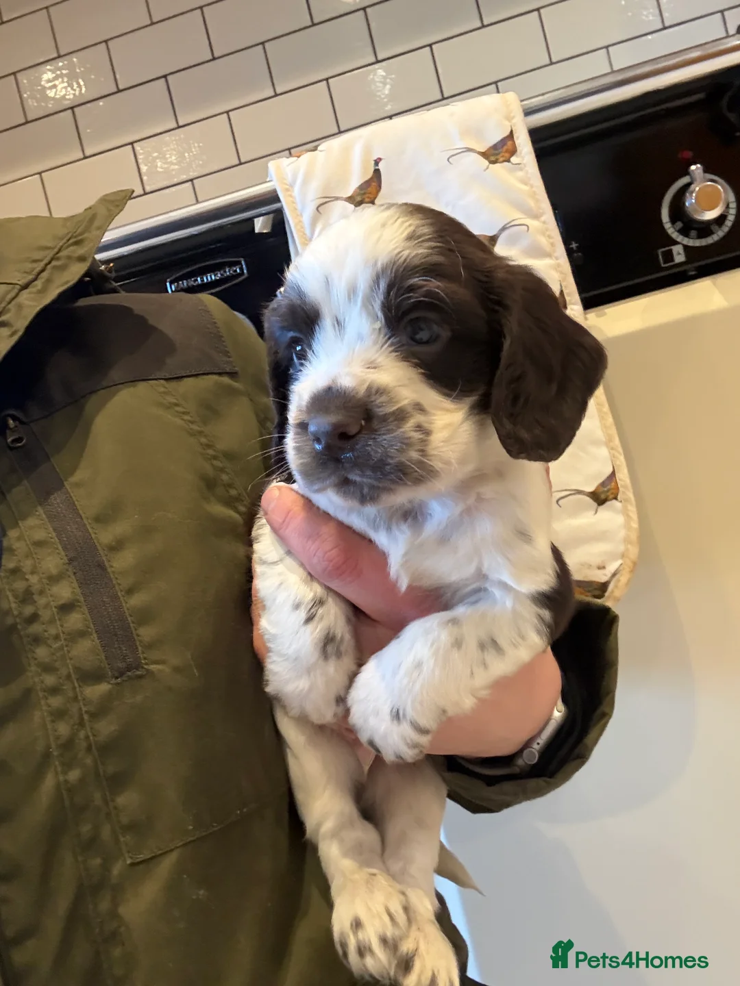 Cocker Spaniel dogs for sale: Gorgeous KC reg, working cocker spaniel pups  - Advert 14