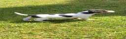 Jack Russell dogs for sale: Jack Russell Puppies For Sale - Advert 3