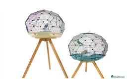 Budgerigars birds for sale: Budgerigars and GEO BIRD CAGE for sale - Image 2