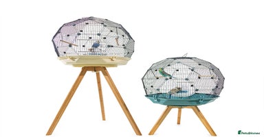 Budgerigars birds - Advert 8