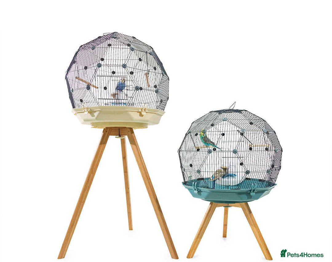 Budgerigars birds for sale: Budgerigars and GEO BIRD CAGE for sale - Image 2