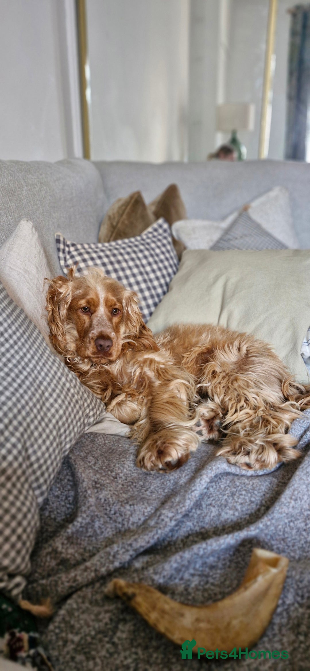 Cocker Spaniel dogs for sale: KC cocker spaniel for rehome  - Advert 5