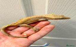 Gecko reptiles for sale: Sub adult CB24 Dalmatian crested geckos for sale  - Image 5