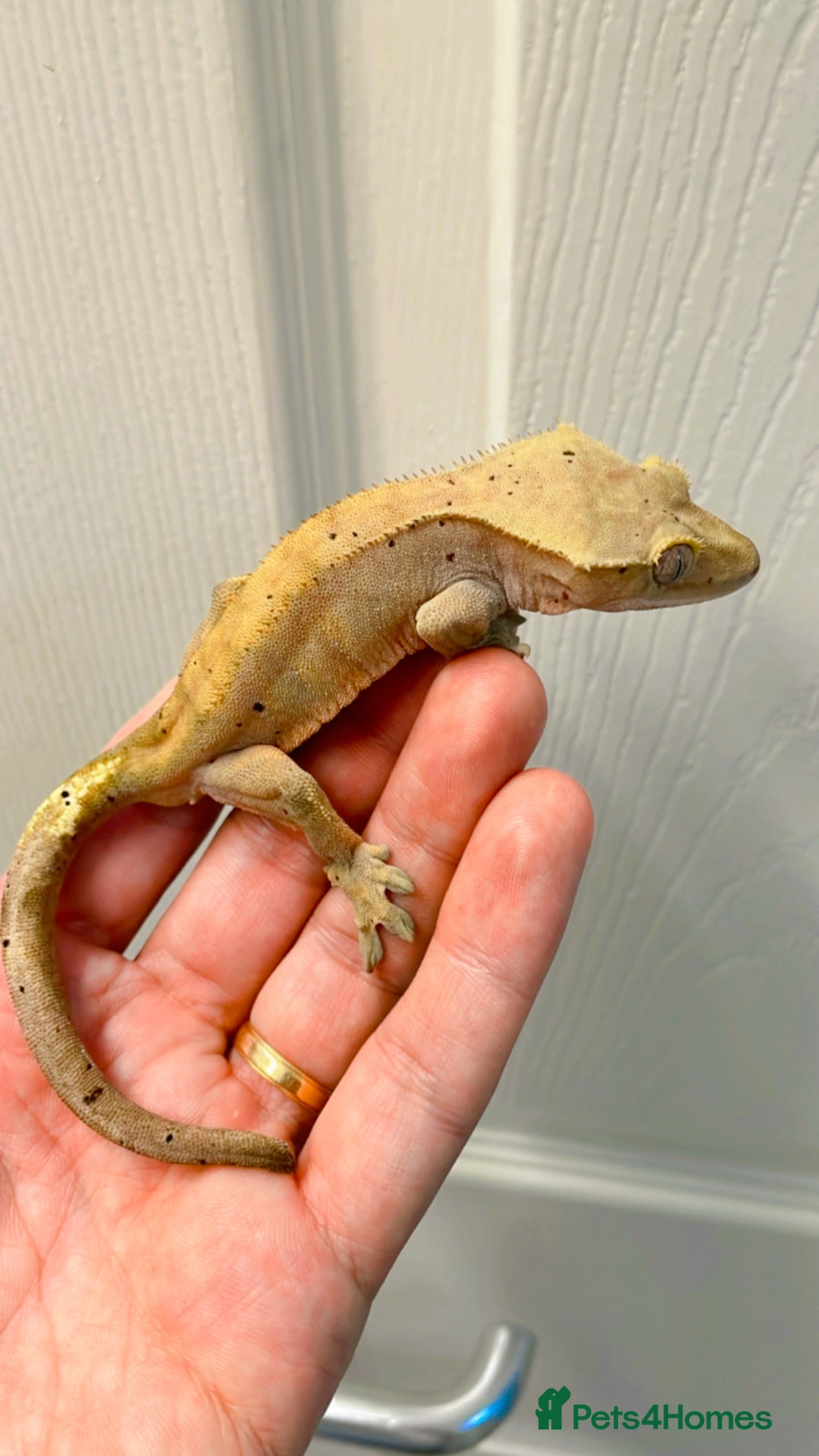 Gecko reptiles for sale: Sub adult CB24 Dalmatian crested geckos for sale  - Image 5