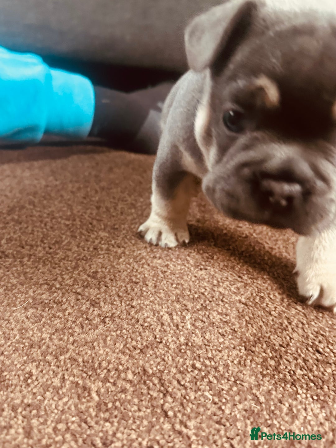 French Bulldog dogs for sale: Stunning French bulldog boy - Image 16