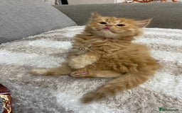 Persian cats for sale: Persian Cross Kittens  - Image 3