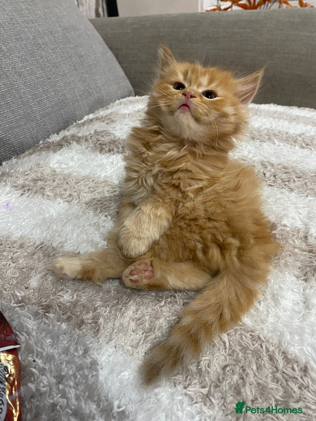 Persian cats for sale: Persian Cross Kittens  - Image 3