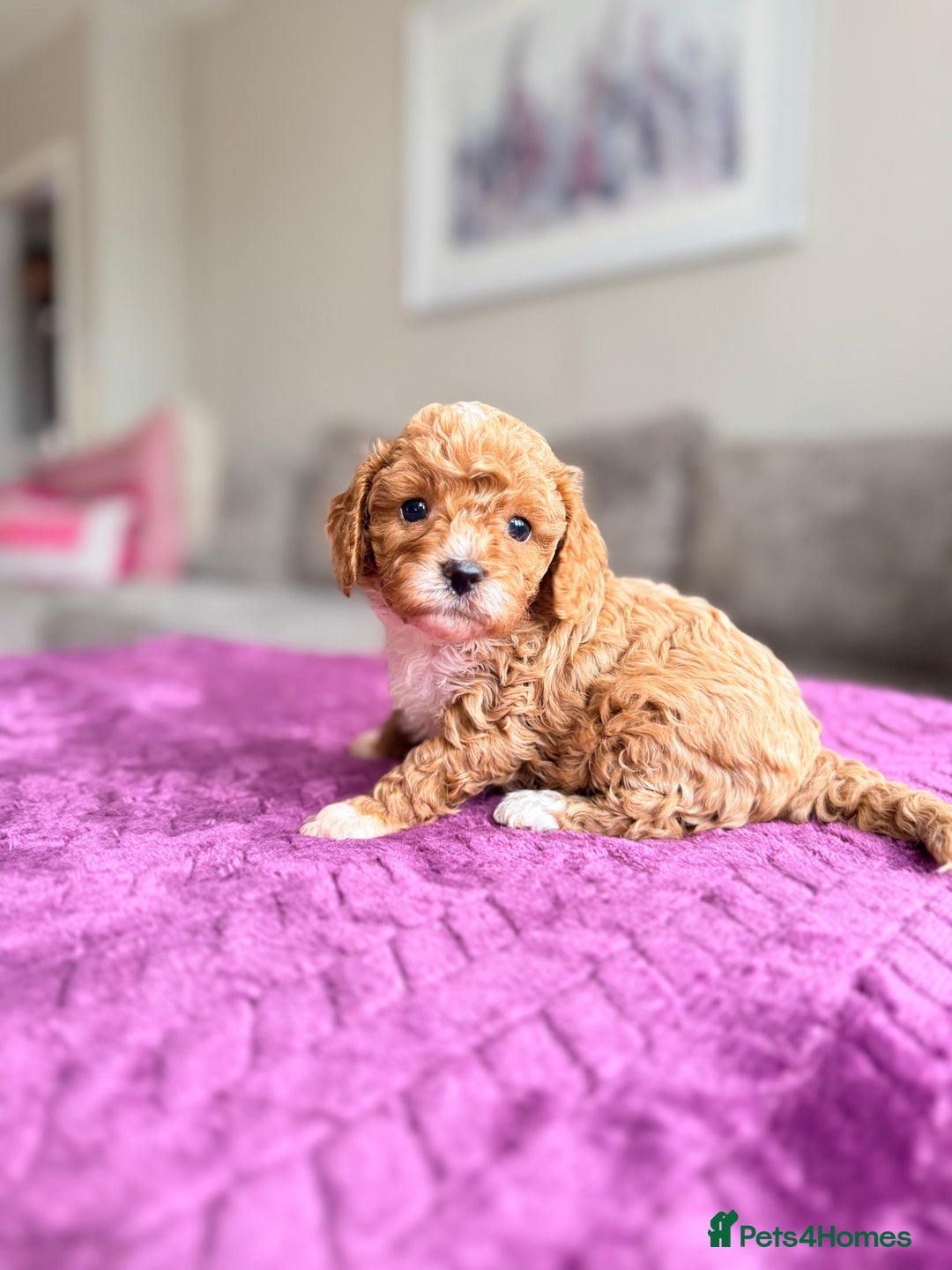 Cavapoo dogs for sale: Premium Teddy F1bb Toy Cavapoos - Advert 9