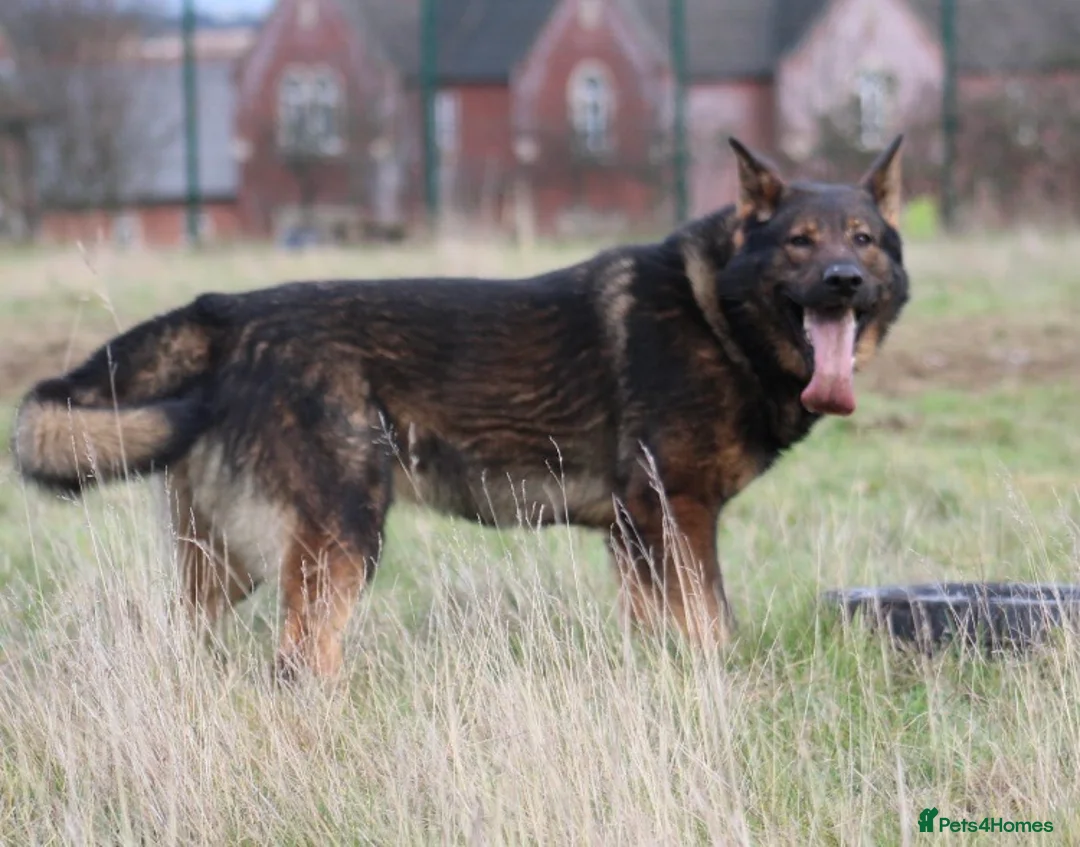 German Shepherd dogs for stud: Bear 🐻 Available for Stud in Birmingham - Advert 6