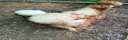 Chickens poultry for sale: 6 bantam chickens and set up  in Poulton-le-Fylde - Advert 8