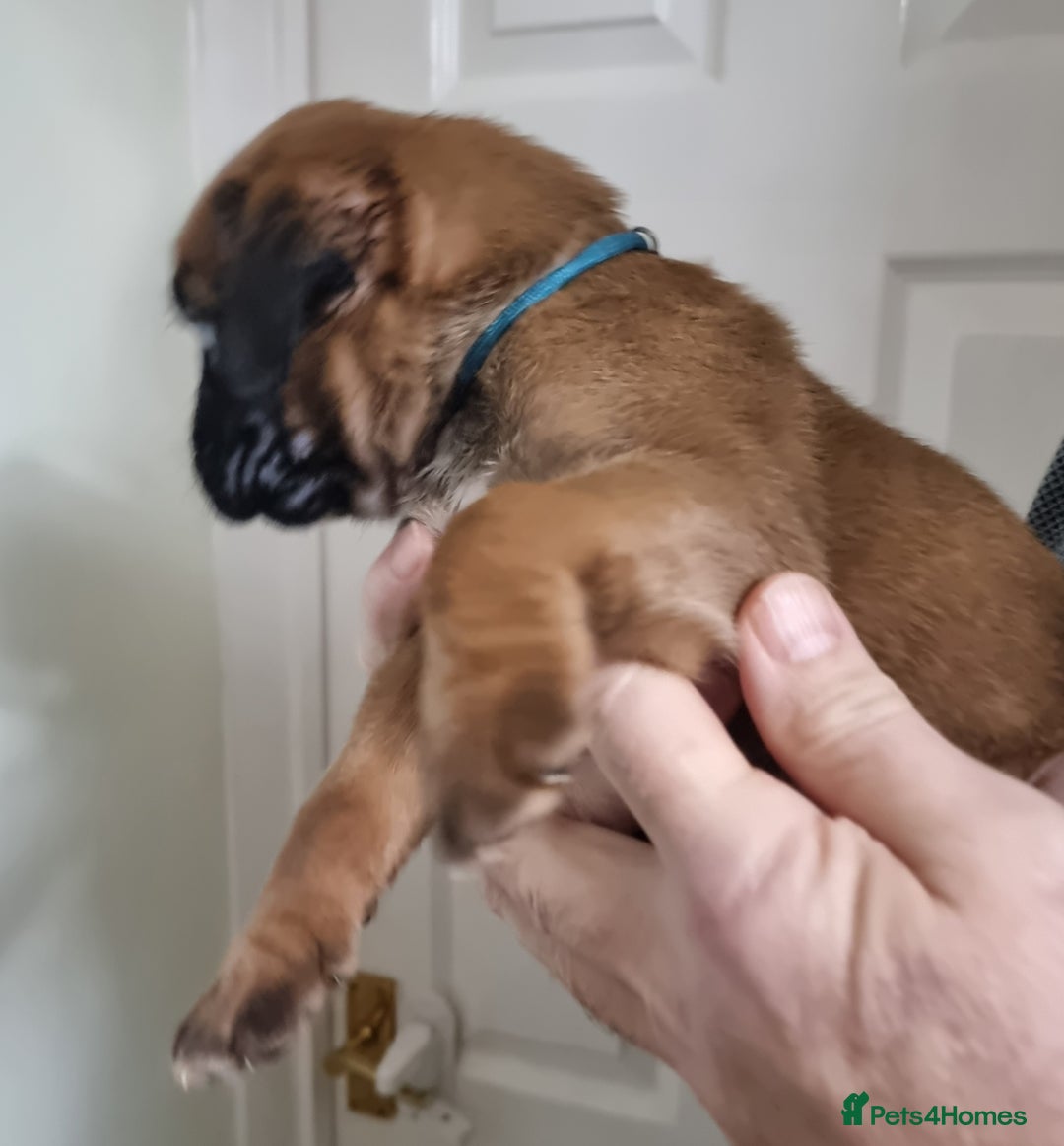 Boxer dogs for sale: Stunning Boxer Puppies  - Advert 9