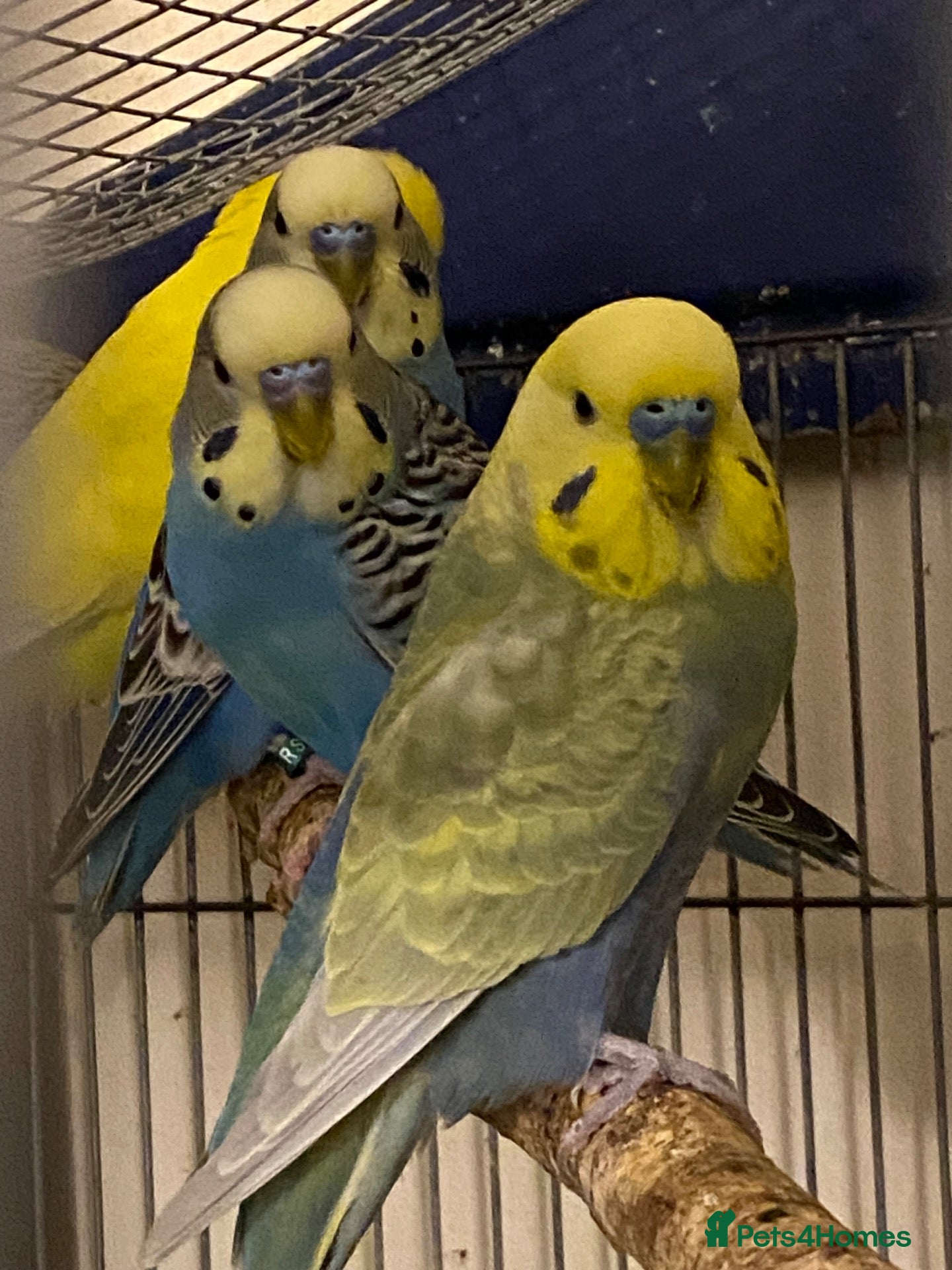 Budgerigars birds 7 Budgies for sale  - Advert 3