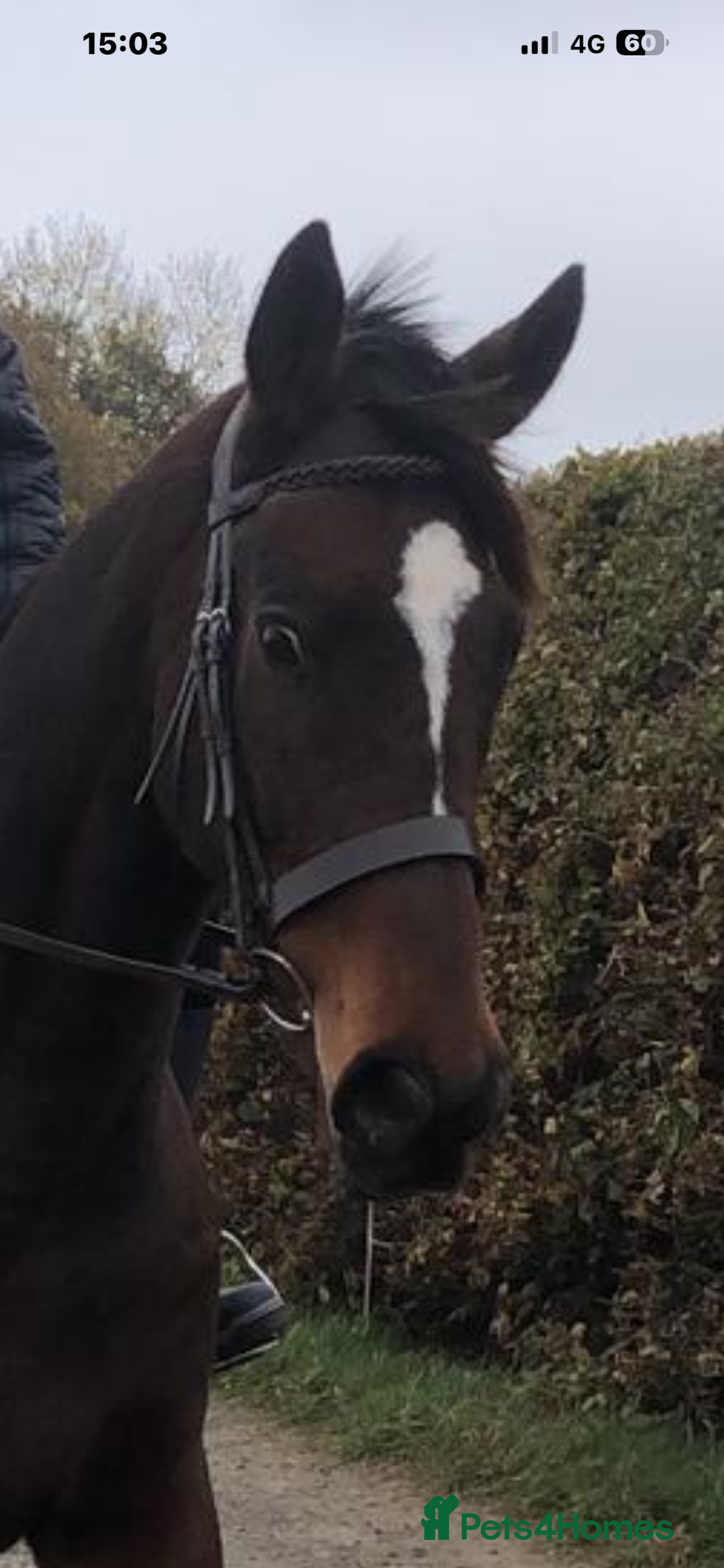 Irish Thoroughbred horses for sale: 17.2hh Beautiful gentleman Bay Gelding  - Advert 4