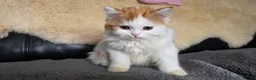Scottish Fold cats for sale: Last two kittens ready to go immediately - Advert 7