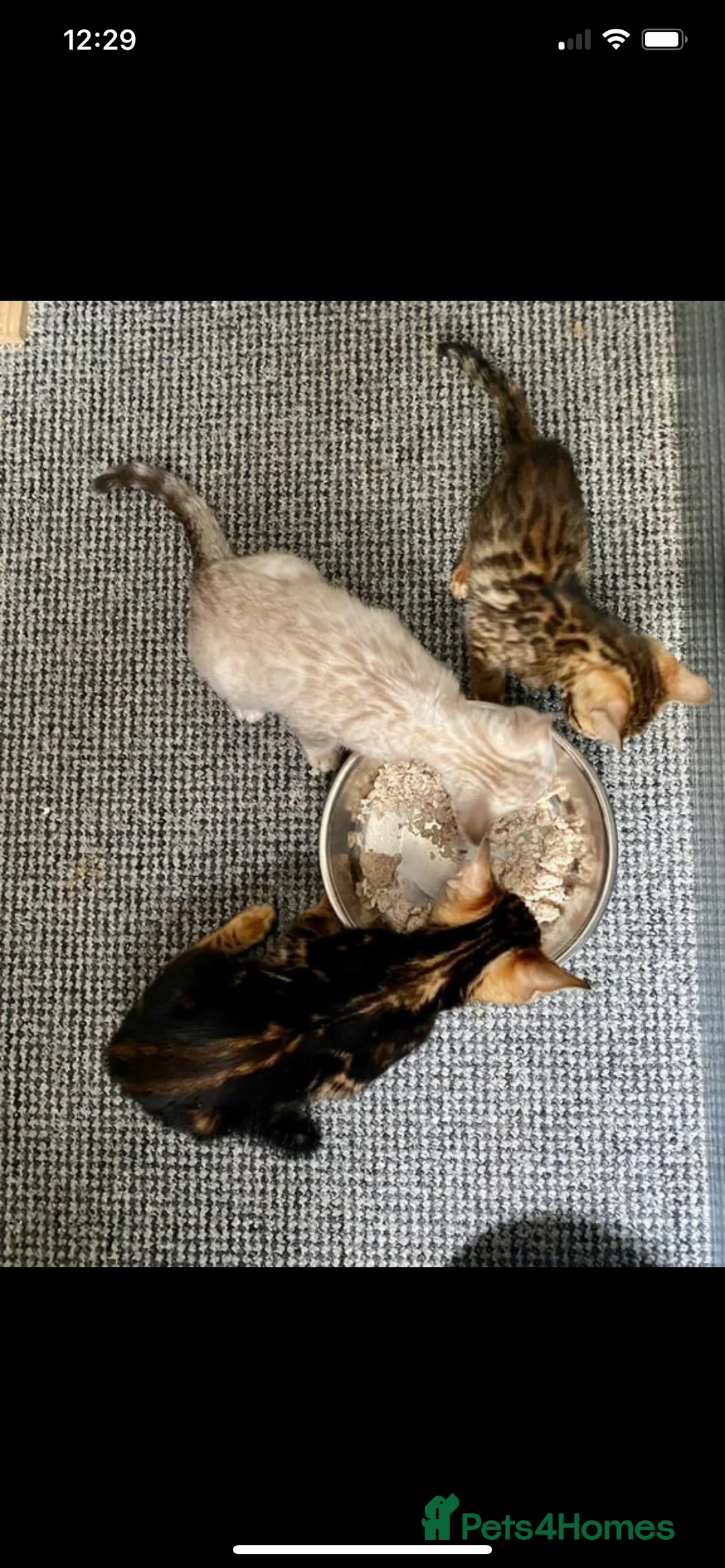 Bengal cats for sale: Top quality pure breed marble Bengal kitten  - Advert 5