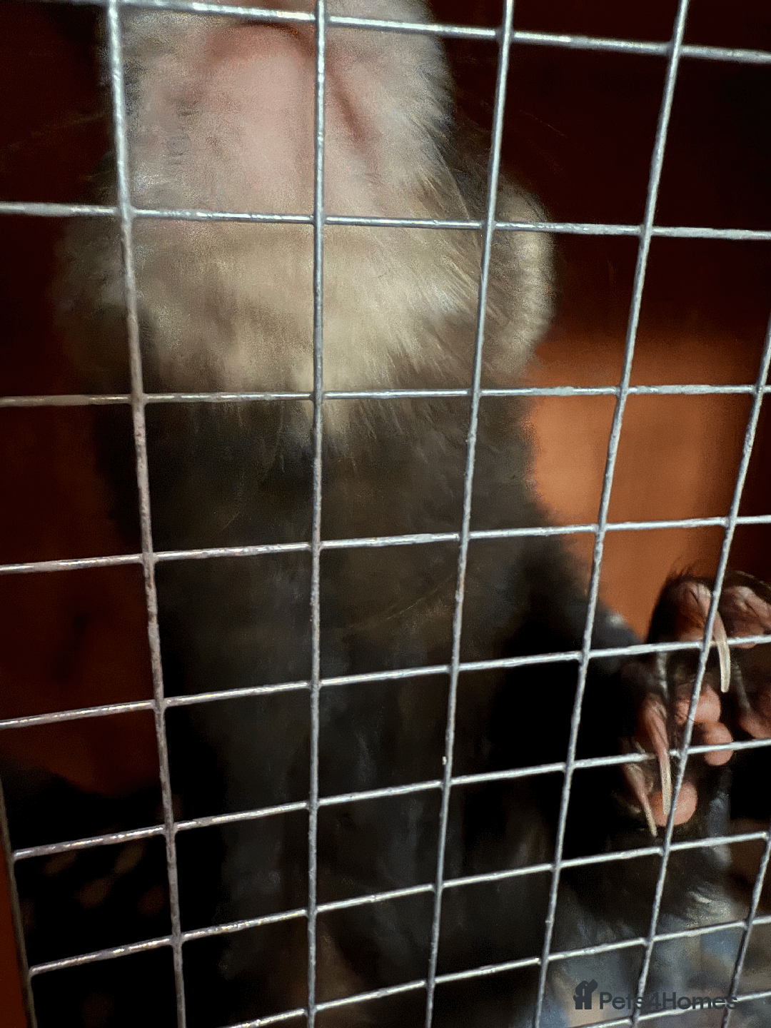 Ferret rodents for sale: FERRET FOR SALE - Image 7