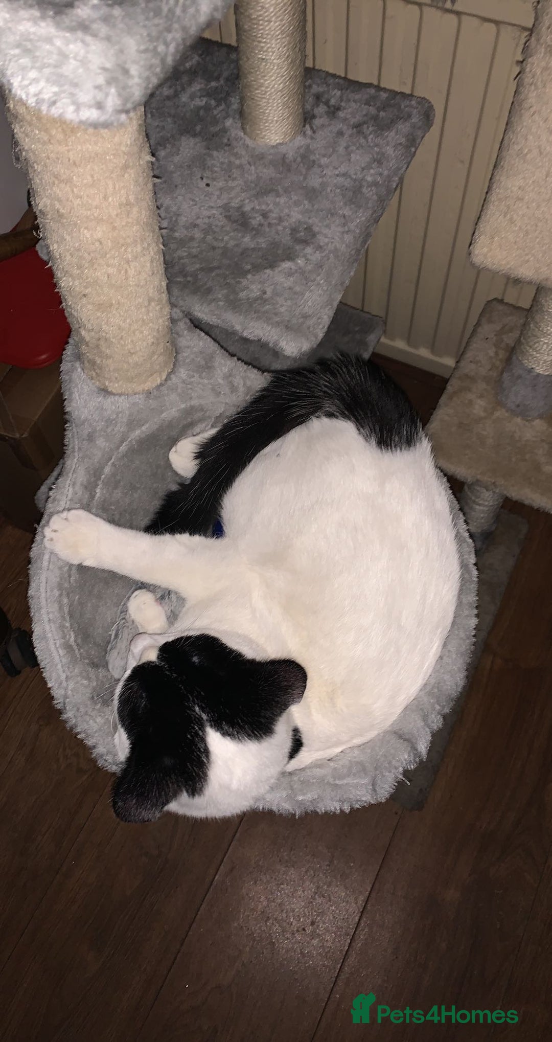 British Shorthair cats for sale:  cat FOR FREE - Image 5