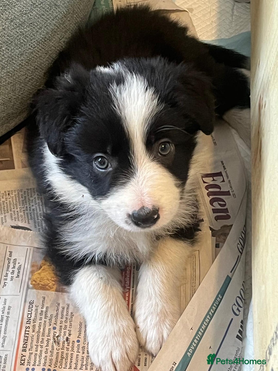 Border Collie dogs for sale: Border collie puppies with KC registered parents - Image 20