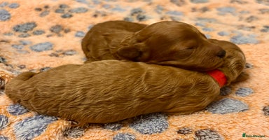 Miniature Poodle dogs Stunning Deep Red & Apricot Mini Poodle Puppies - Advert 6