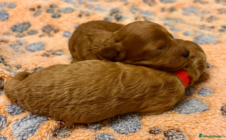 Miniature Poodle dogs Stunning Deep Red & Apricot Mini Poodle Puppies - Advert 7