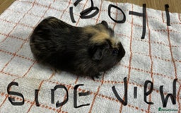 Guinea Pig rodents for sale: 3 Male Guinea Pigs - Image 3
