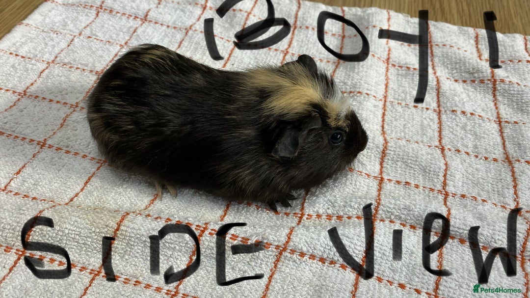 Guinea Pig rodents for sale: 3 Male Guinea Pigs - Image 3