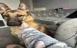 German Shepherd dogs for sale: German shepherd 12 months old  - Image 3