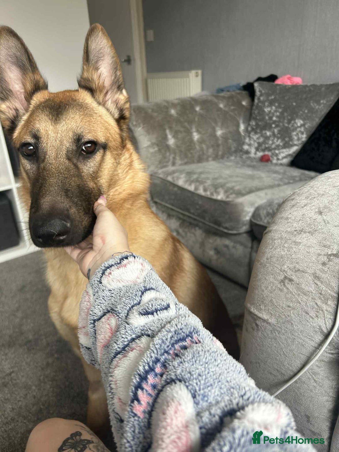 German Shepherd dogs for sale: German shepherd 12 months old  - Image 3
