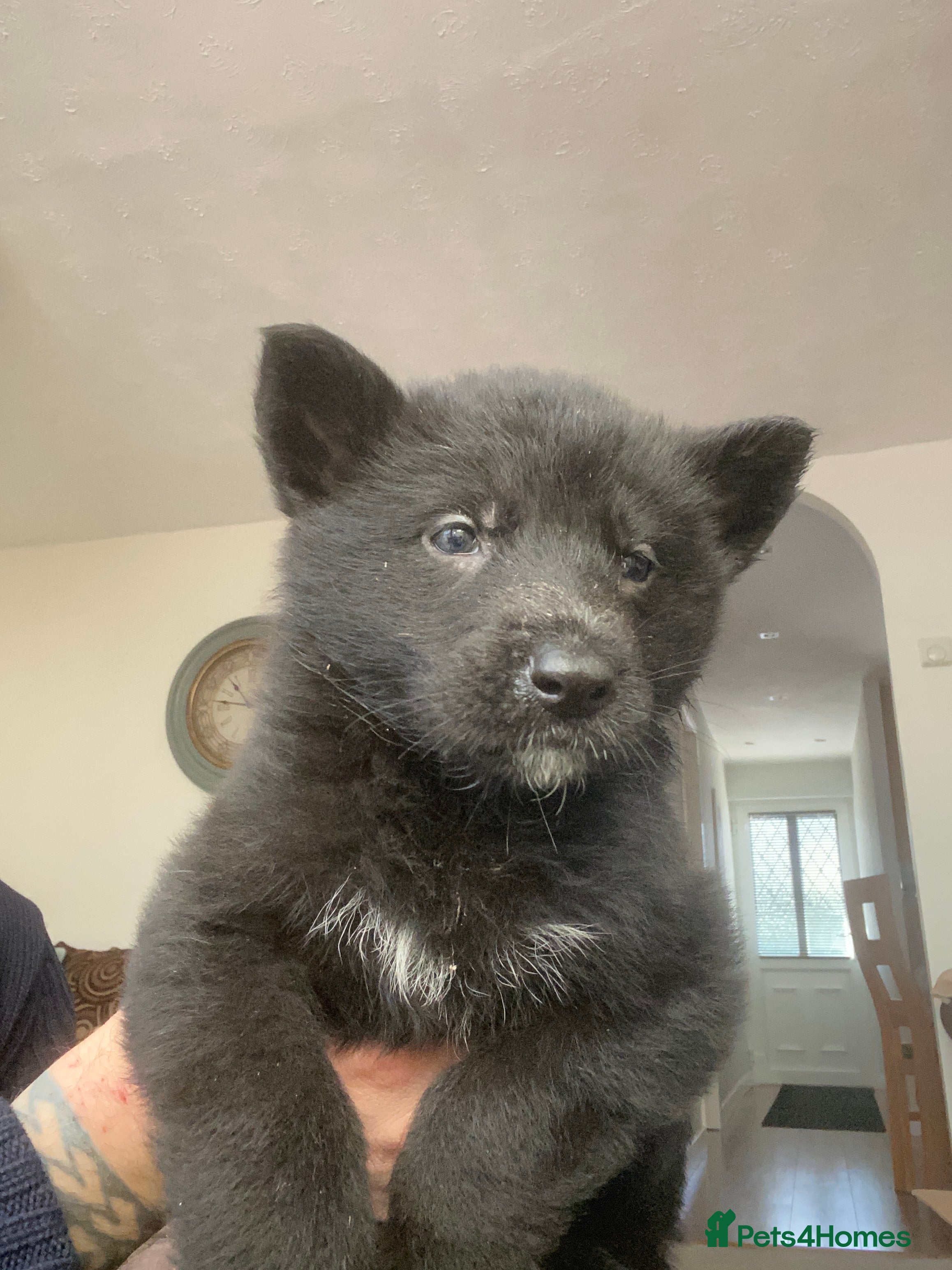 German Shepherd dogs German shepherd puppies  - Advert 7