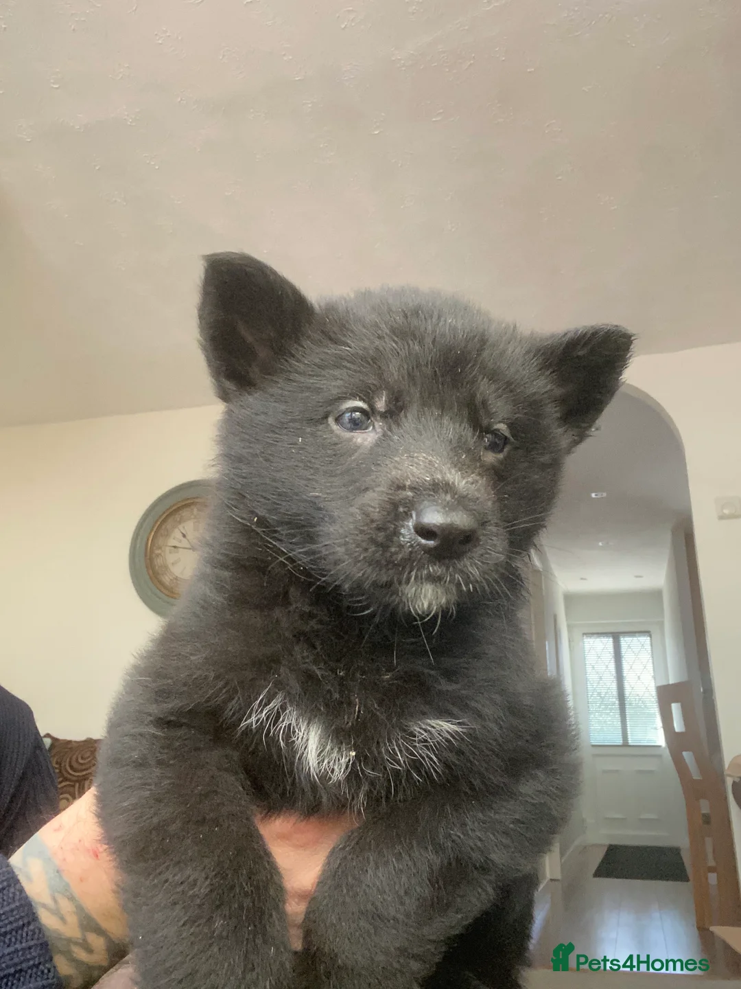 German Shepherd dogs for sale: German shepherd puppies  - Advert 2