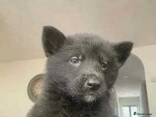 German Shepherd dogs German shepherd puppies - Advert 7