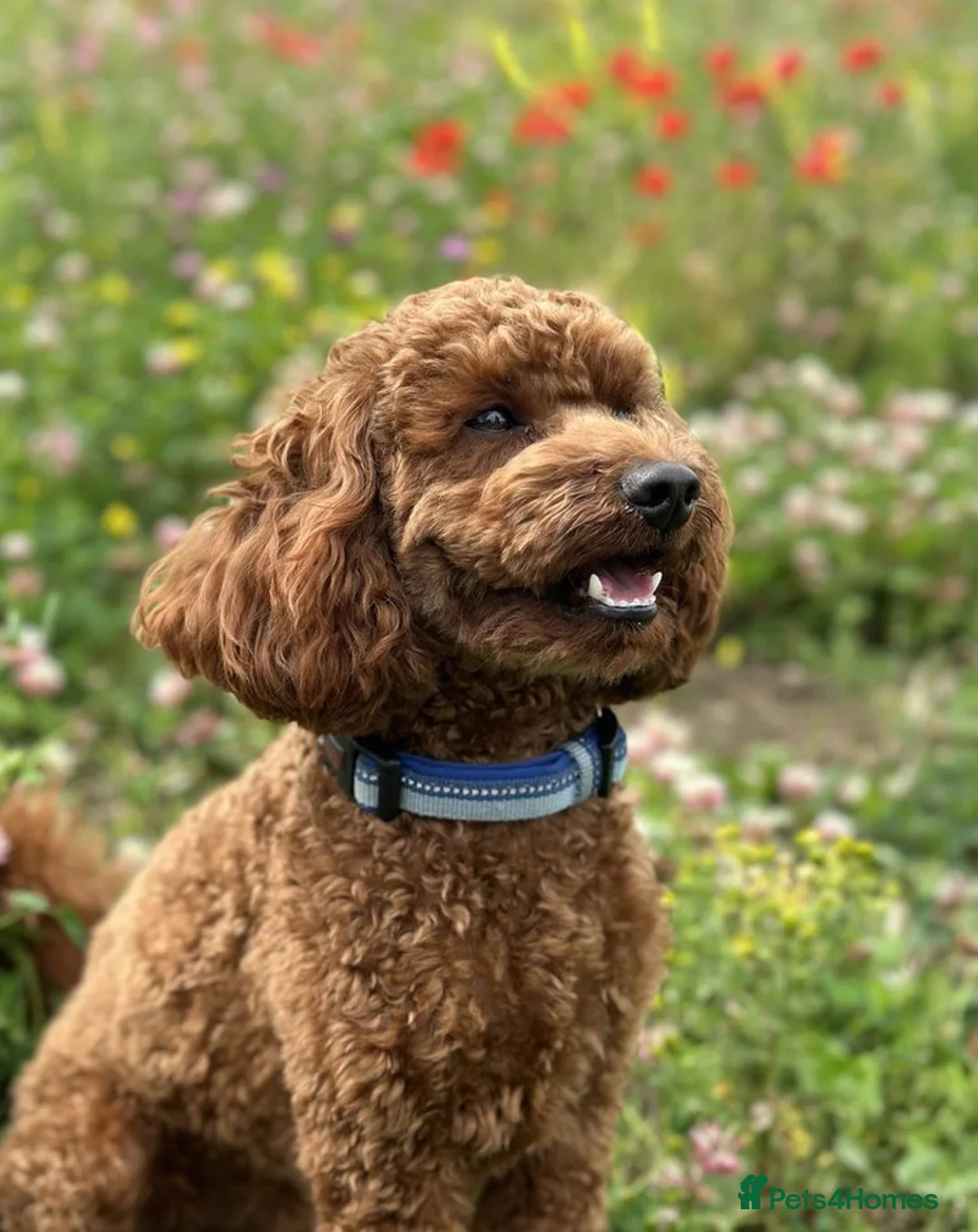 Cockapoo dogs for sale: Cockapoo Puppies for sale in Brighton - Advert 5