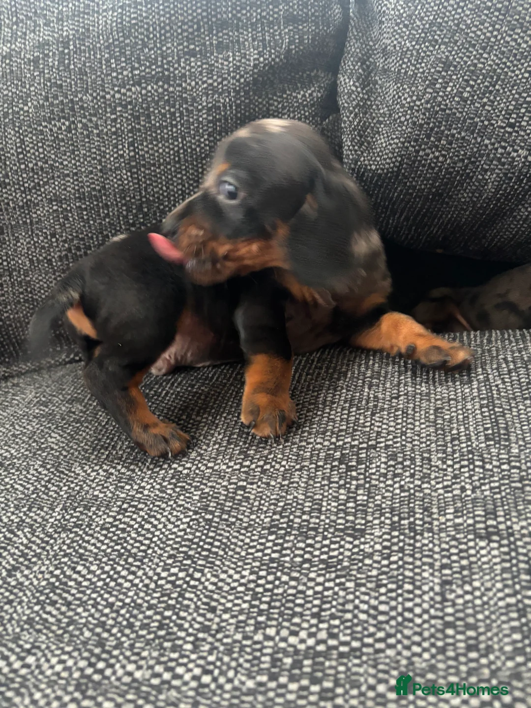 Dachshund dogs for sale: 3 male dachshund puppies  - Advert 7